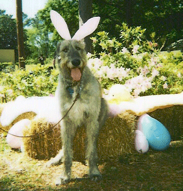 Easter Oak Easter Oak