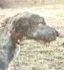 Gonna be a big dog some day. Gonna be a big dog some day.